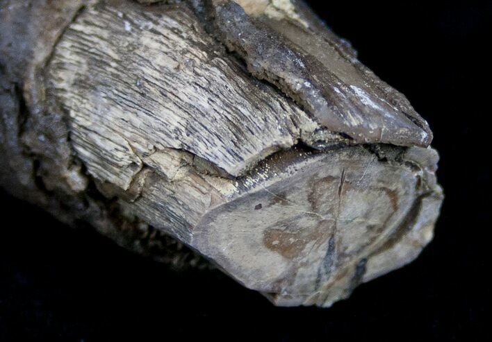 Unpolished Petrified Wood Limb - Blue Forest #6223